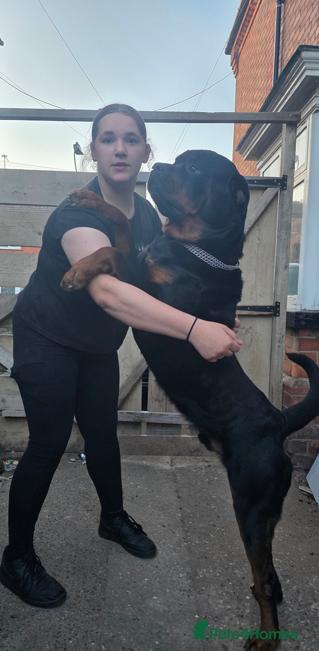 Rottweiler dogs for sale: Rottweiler puppies  - Image 7