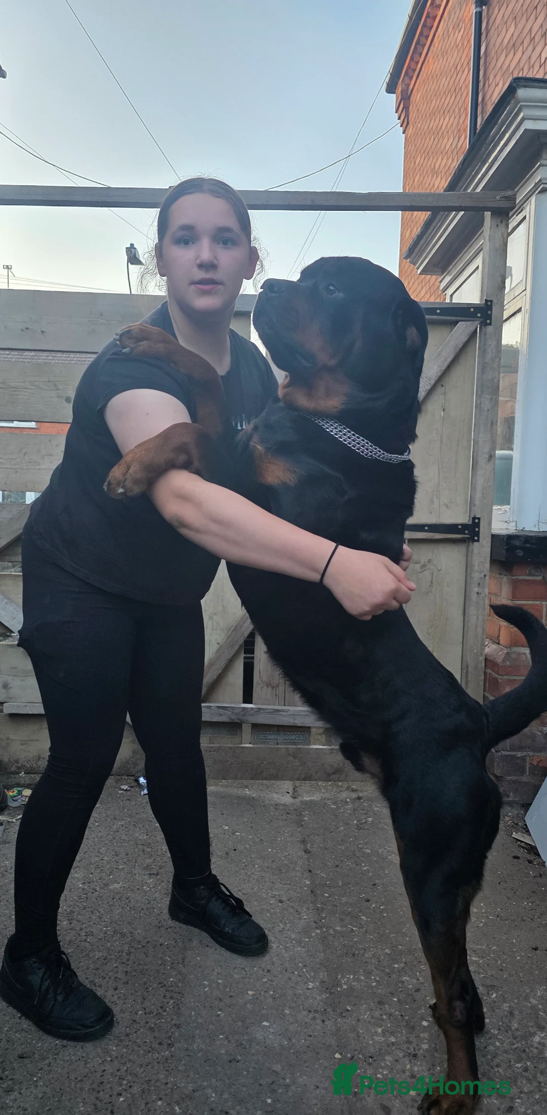 Rottweiler dogs for sale: Rottweiler puppies  - Advert 8