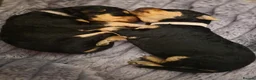 Airedale Terrier dogs for sale: KC Registered Airedale terrier puppies in Kettering - Advert 9