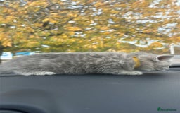 British Shorthair cats for sale: British Shorthair kittens  - Image 24