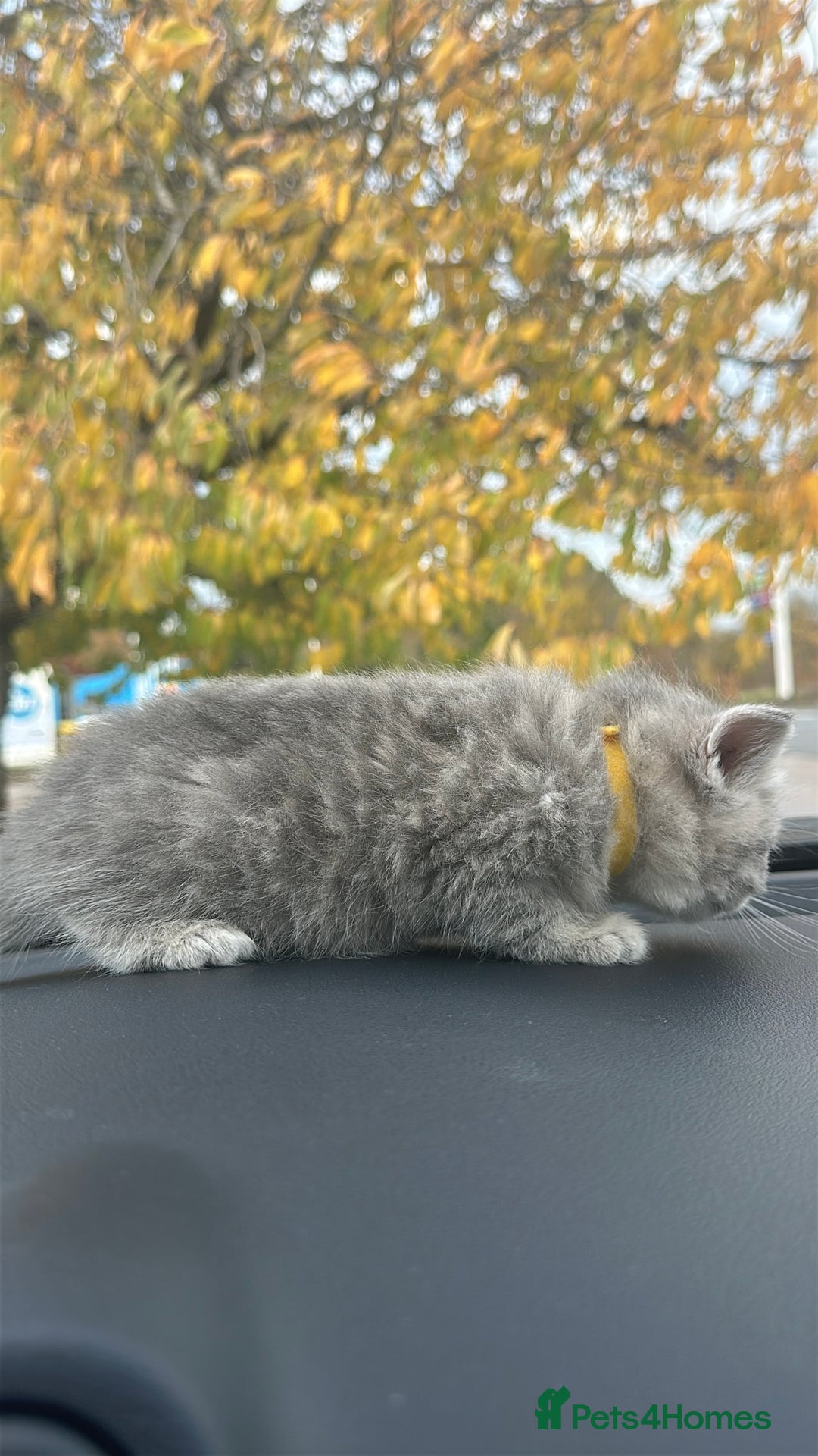 British Shorthair cats for sale: British Shorthair kittens  - Image 24