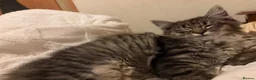 Maine Coon cats for sale: Maincoon x Ragdoll - Advert 11