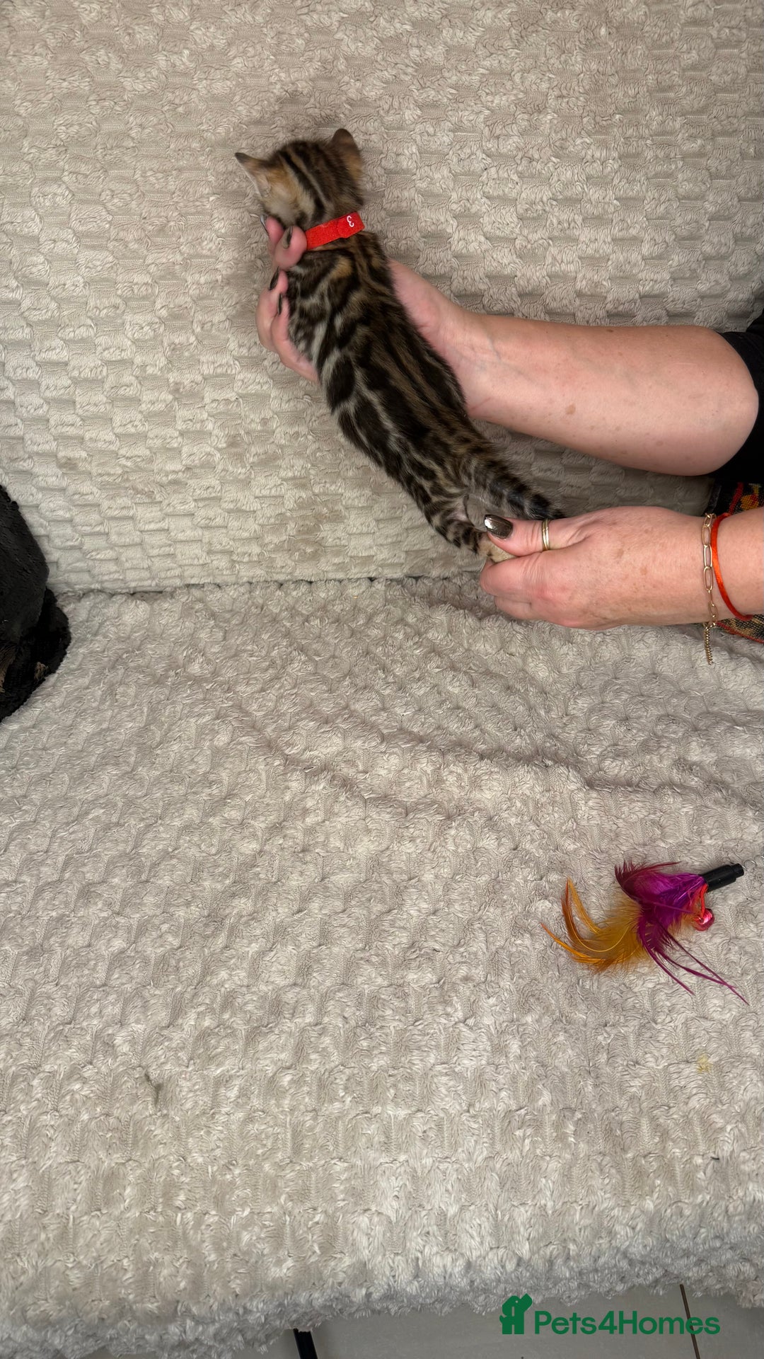 Bengal cats for sale: Pure Bengal kittens for sale  - Advert 31