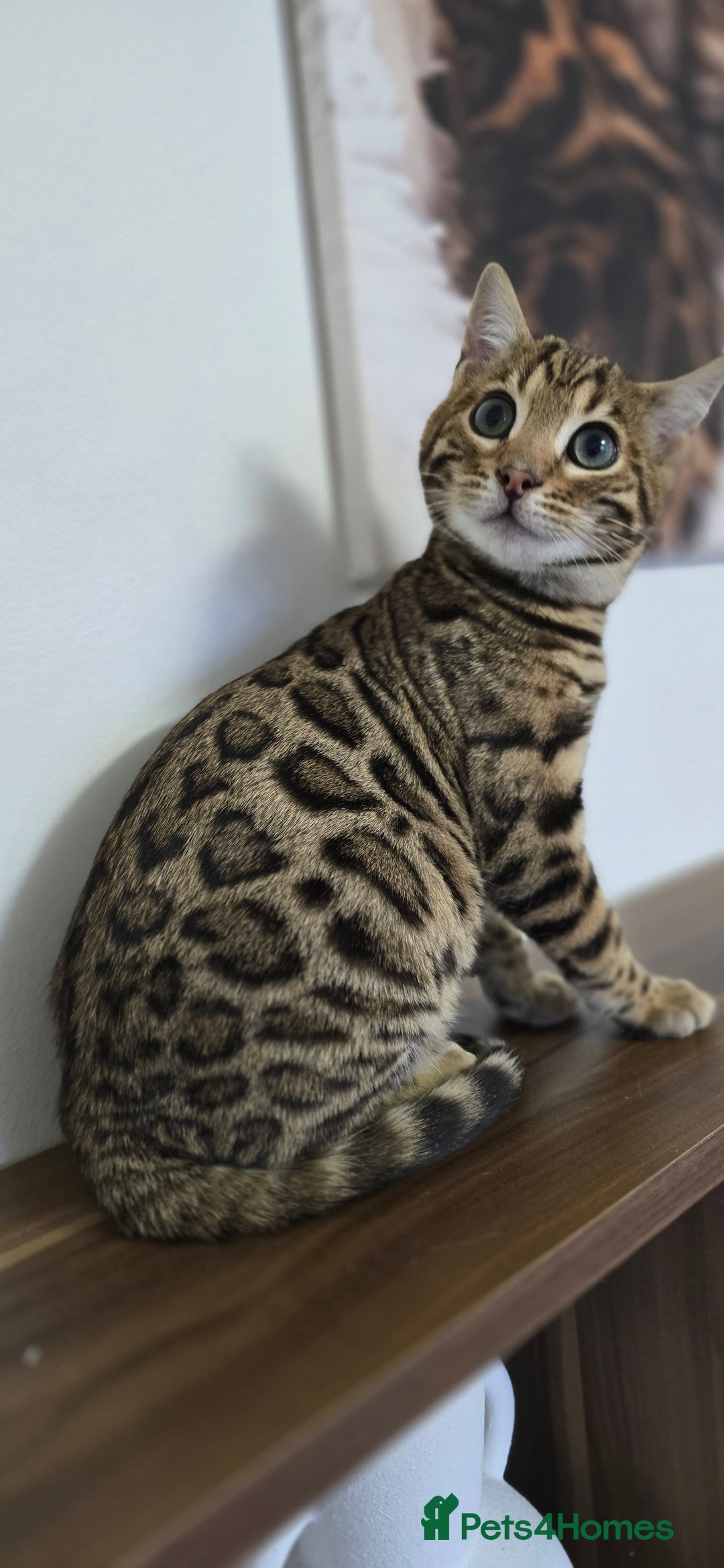 Bengal cats for sale: Gorgeous Tica registered Brown bengal boy - Advert 4