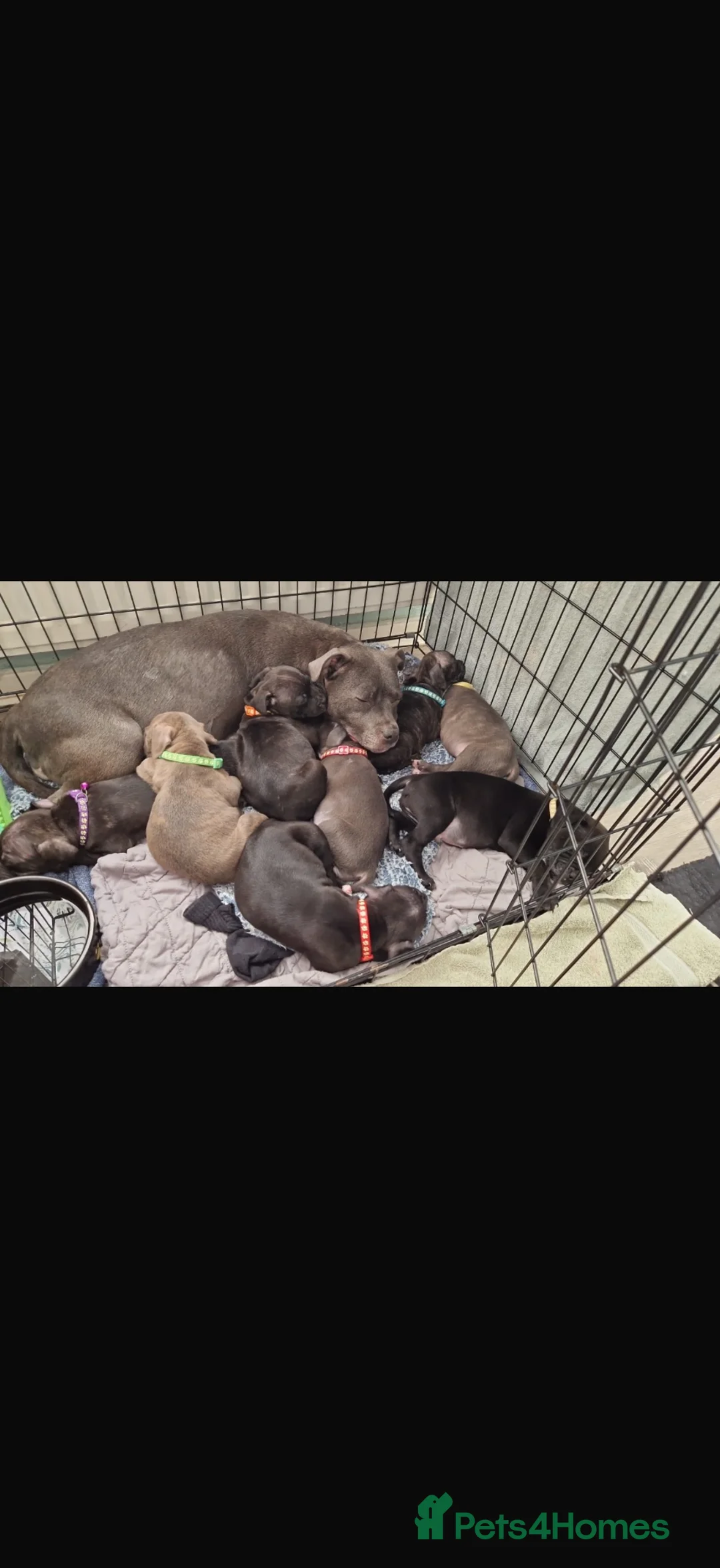 Staffordshire Bull Terrier dogs for sale: Beautiful female staffy  - Advert 1