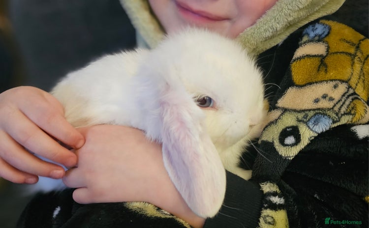 Mini Lop rabbits Pure Mini Lop Babies  - Advert 7