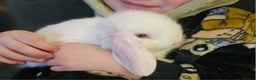 Mini Lop rabbits for sale: Pure Mini Lop Babies  - Advert 1