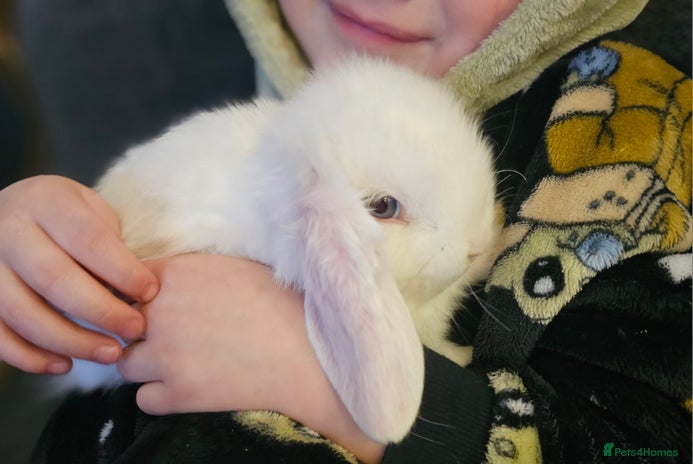 Mini Lop rabbits Pure Mini Lop Babies - Advert 2