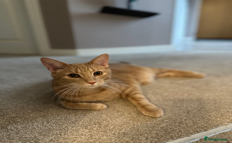 Domestic Shorthair cats - Advert 4