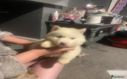 Huskita dogs for sale: Akita puppies  - Image 16