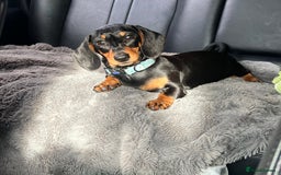 Miniature Dachshund dogs for sale: Fully vaccinated and ready TO GO,kc reg pra clear in Warrington - Image 1