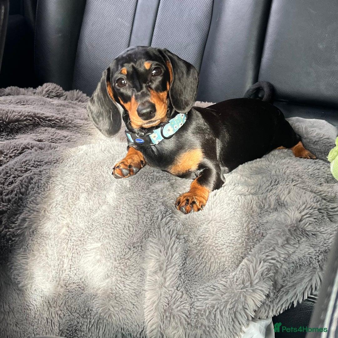 Miniature Dachshund dogs for sale: Fully vaccinated and ready TO GO,kc reg pra clear in Warrington - Image 1