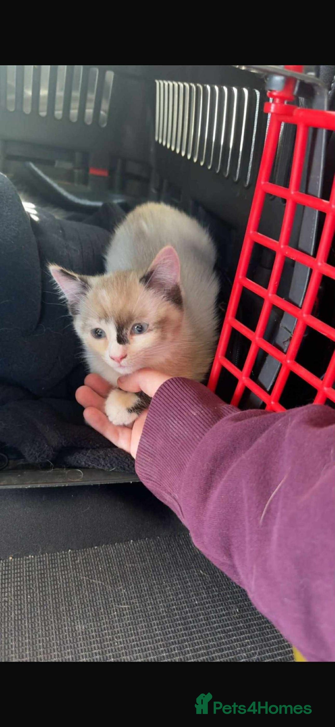Mixed Breed cats for sale: Ragdoll cross  - Advert 4