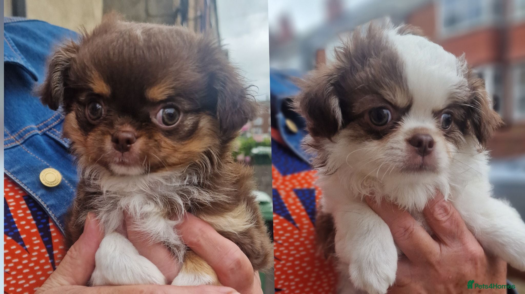 Chihuahua dogs  Long Coat KC CHI pups 1 BOY & 1 GIRL - Advert 13
