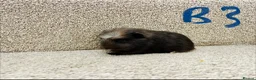 Guinea Pig rodents for sale: Baby guinea pigs  - Advert 10