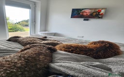 Spanish Water Dog dogs for sale: Spanish Water Dogs - expected in the New Year. - Advert 7