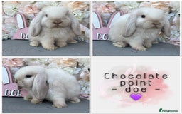 Mini Lop rabbits for sale: 🌟🌟 mini lop babies 🌟🌟 - Image 10