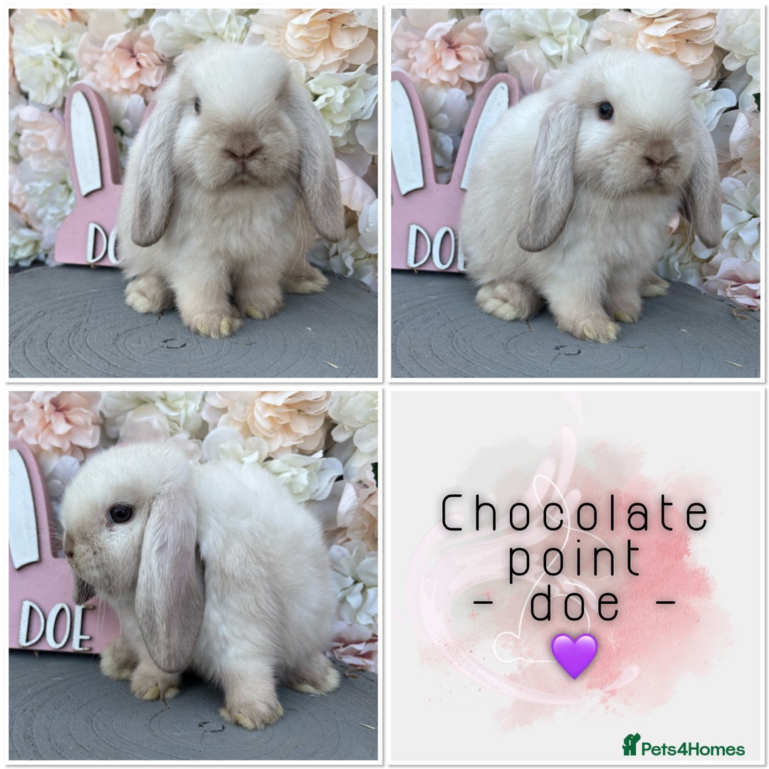 Mini Lop rabbits for sale: 🌟🌟 mini lop babies 🌟🌟 - Image 10