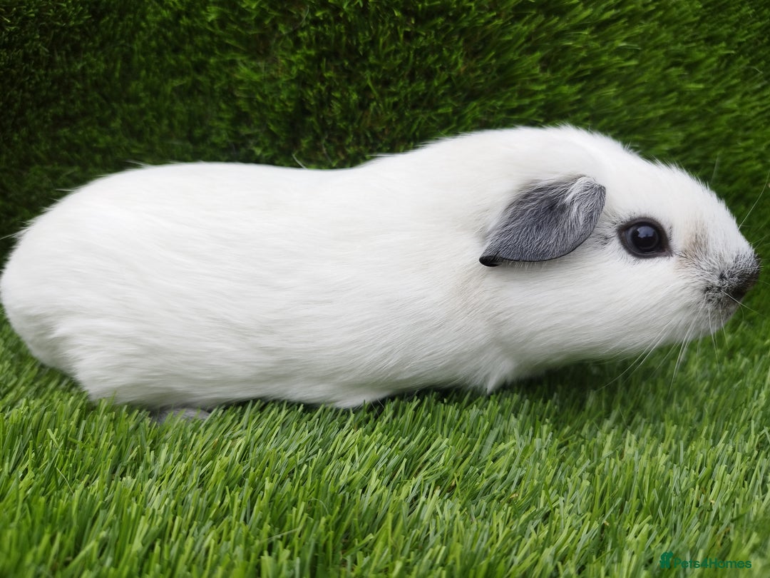Guinea Pig rodents for sale:  4 BOYS all young babies  - Image 4