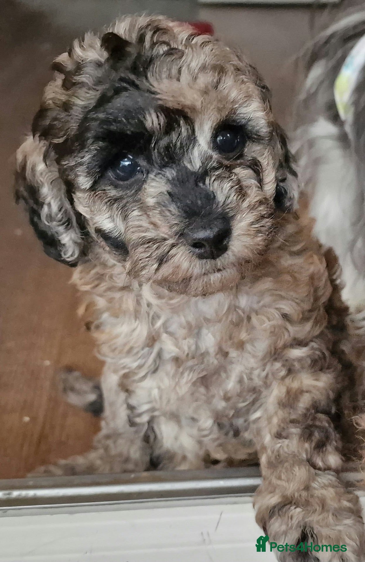Toy Poodle dogs for sale: Amazing Silver Merle Toy Poodle Girl  - Advert 2