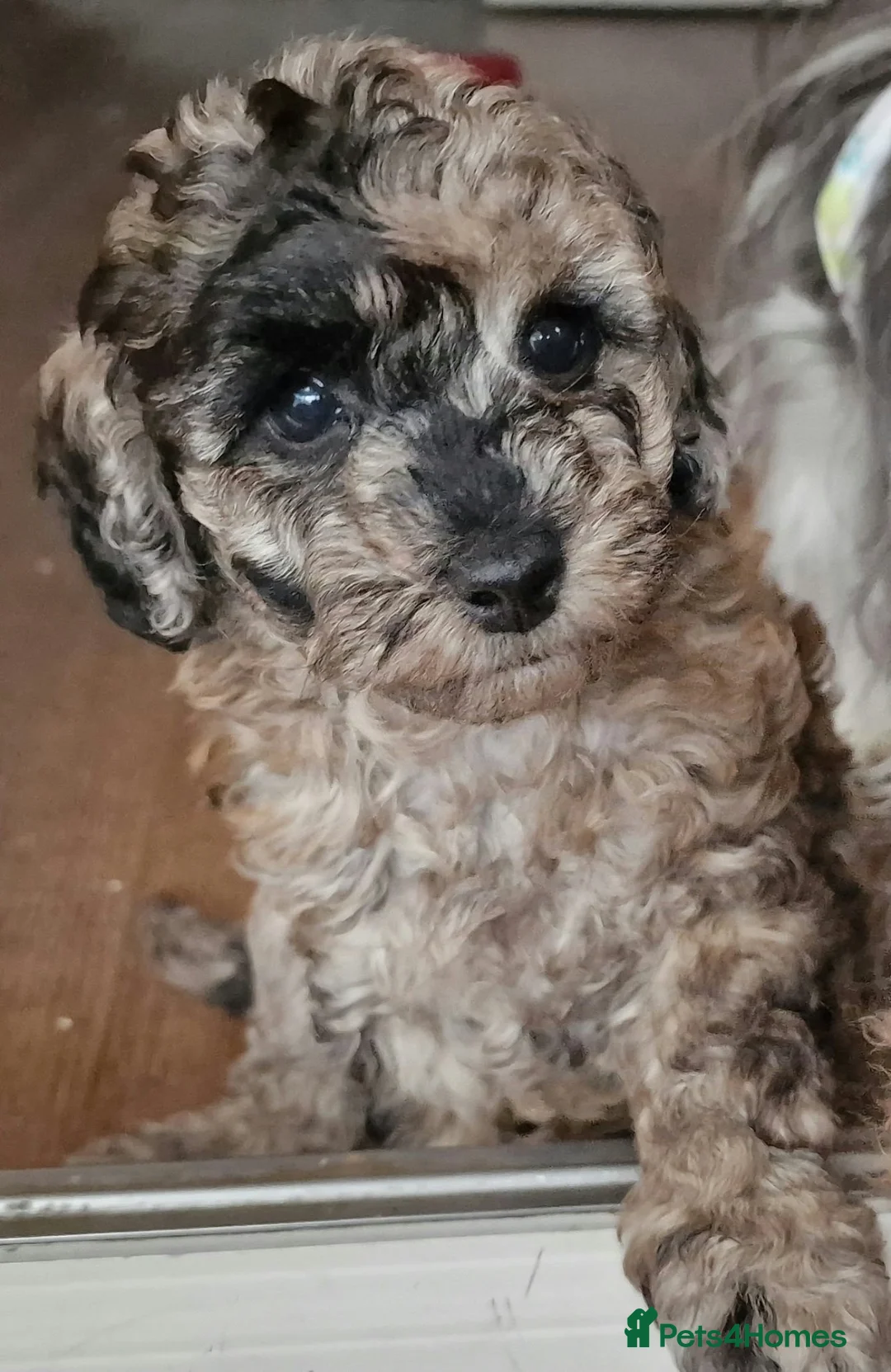 Toy Poodle dogs for sale: Amazing Silver Merle Toy Poodle Girl  - Advert 1