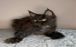 Maine Coon cats for sale: Russian Line maine coon kittens  in Market Rasen - Image 10