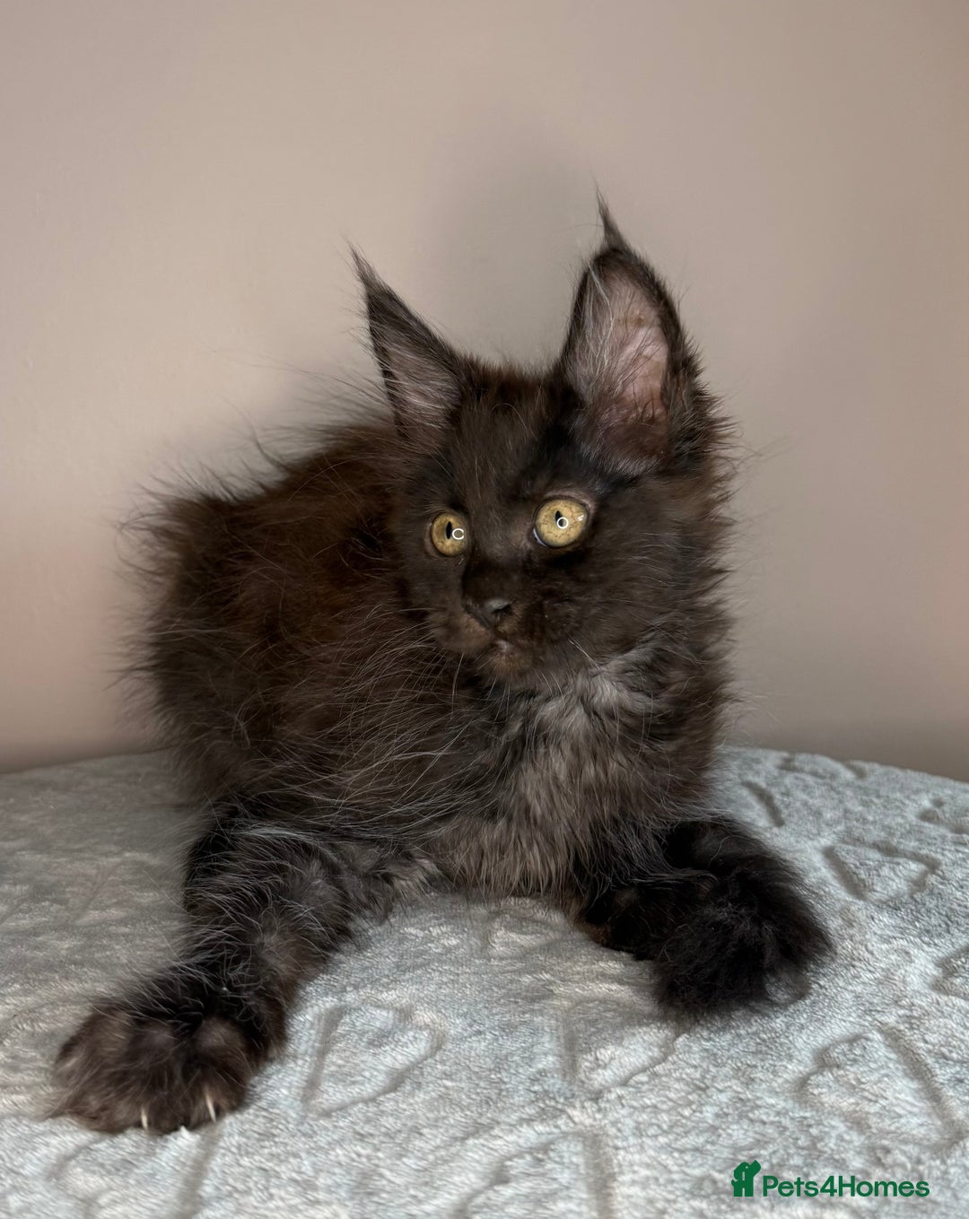 Maine Coon cats for sale: Russian Line maine coon kittens  in Market Rasen - Image 10