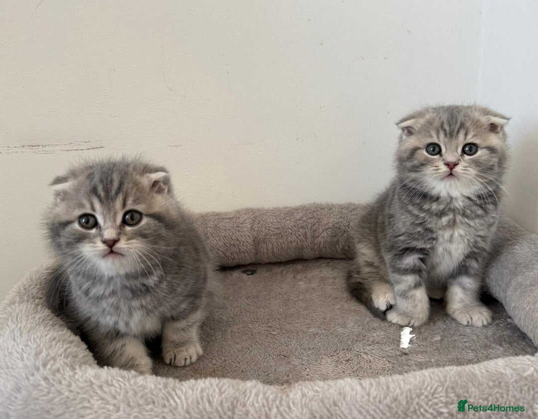 Mixed Breed cats for sale: British long hair  - Advert 21