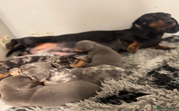 Miniature Dachshund dogs for sale: 5⭐️ Licensed breeder. Kc reg Pra clear - Image 9
