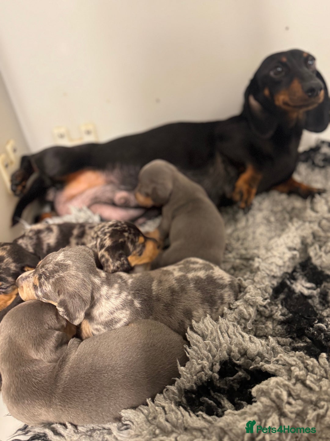 Miniature Dachshund dogs for sale: 5⭐️ Licensed breeder. Kc reg Pra clear - Image 9