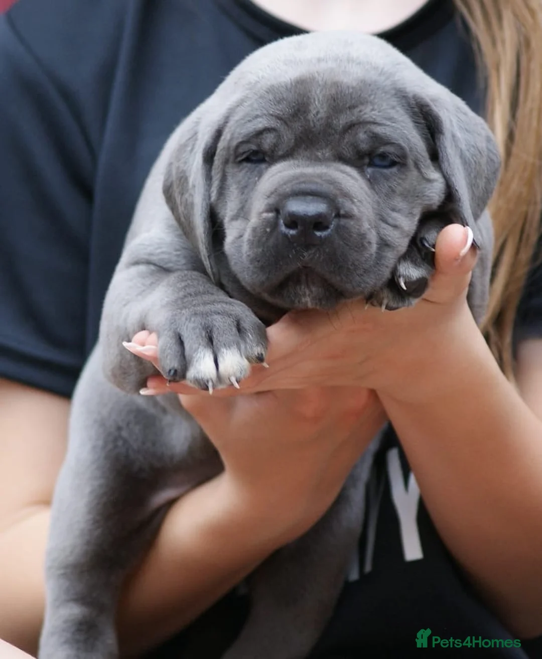 Cane Corso dogs for sale: 2 females left! Cane Corso puppies 9 weeks old - Advert 2