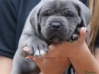 Cane Corso dogs 7 Blue Beautiful Cane Corso puppies 4 weeks old - Advert 4