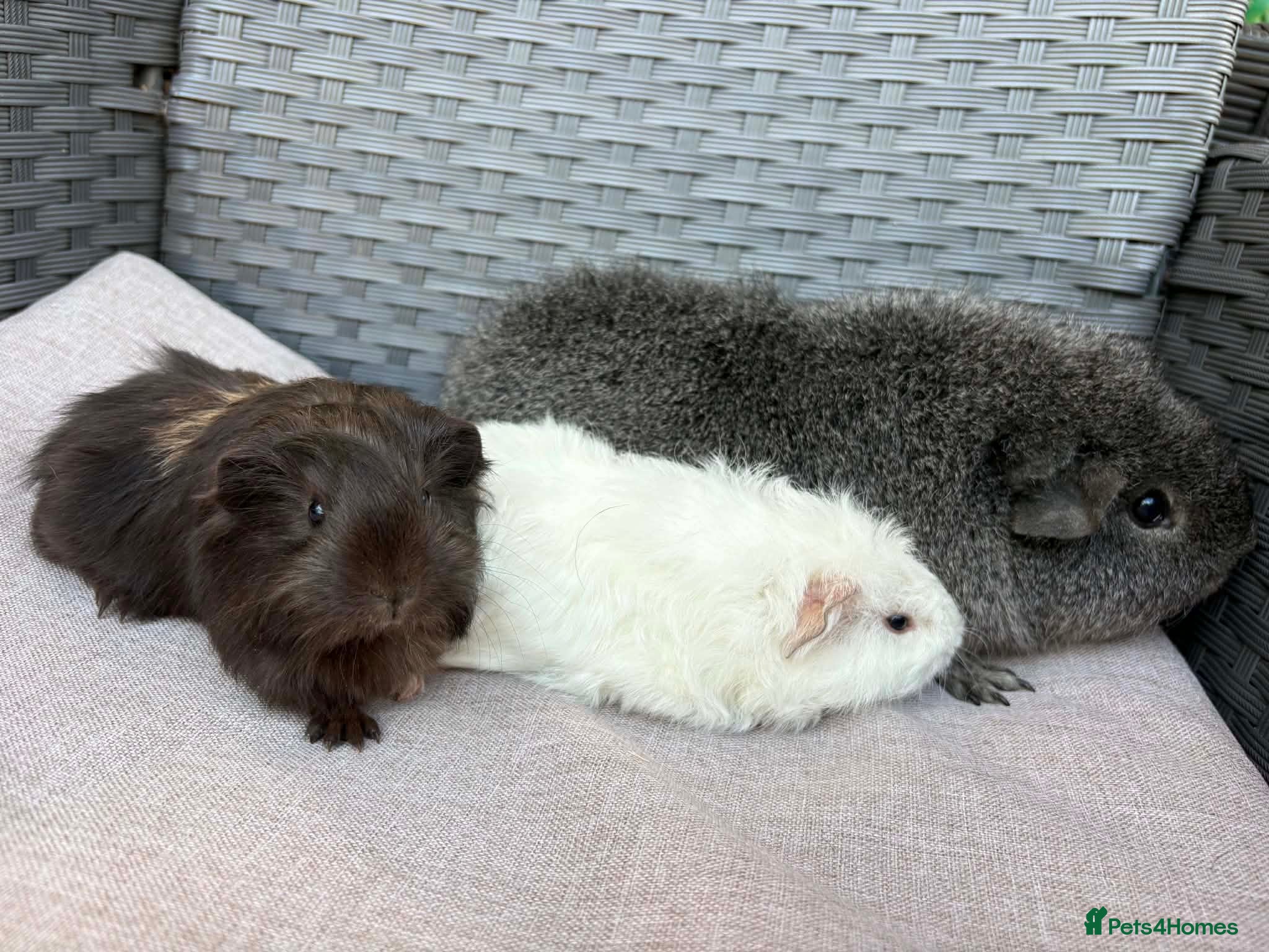 Guinea Pig rodents Bonded boars - Advert 1