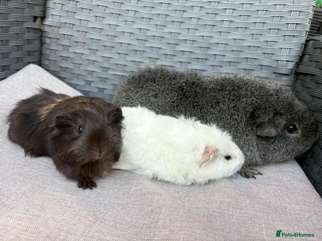 Guinea Pig rodents for sale: Bonded boars - Advert 1