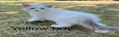 Ragdoll 1
