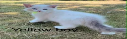 Ragdoll cats for sale: Beautiful Ragdoll in Stourport-on-Severn - Advert 6