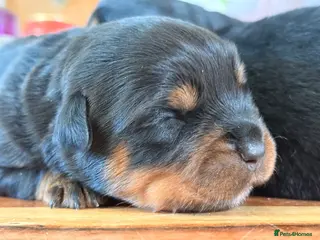 Rottweiler dogs Stocky Rottweiler pups - Advert 5