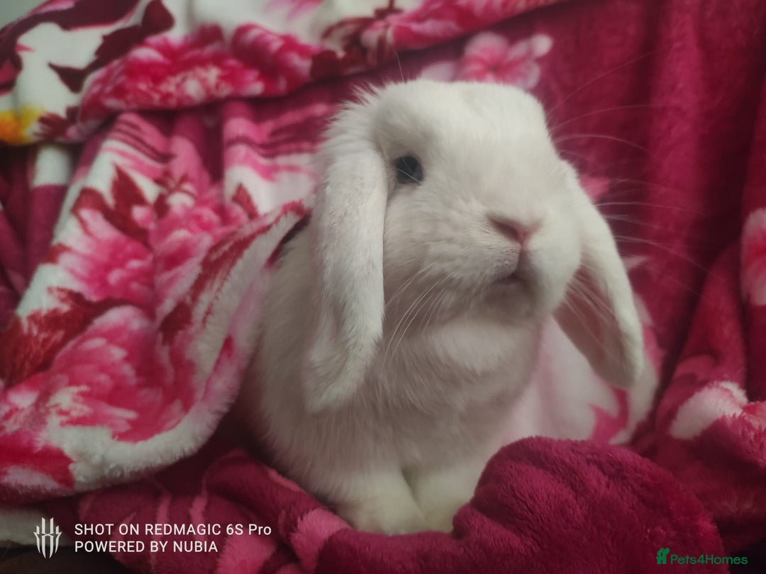 Dwarf Lop rabbits for sale: Looking for a New Home for Rosie (Spayed Rabbit) - Advert 5