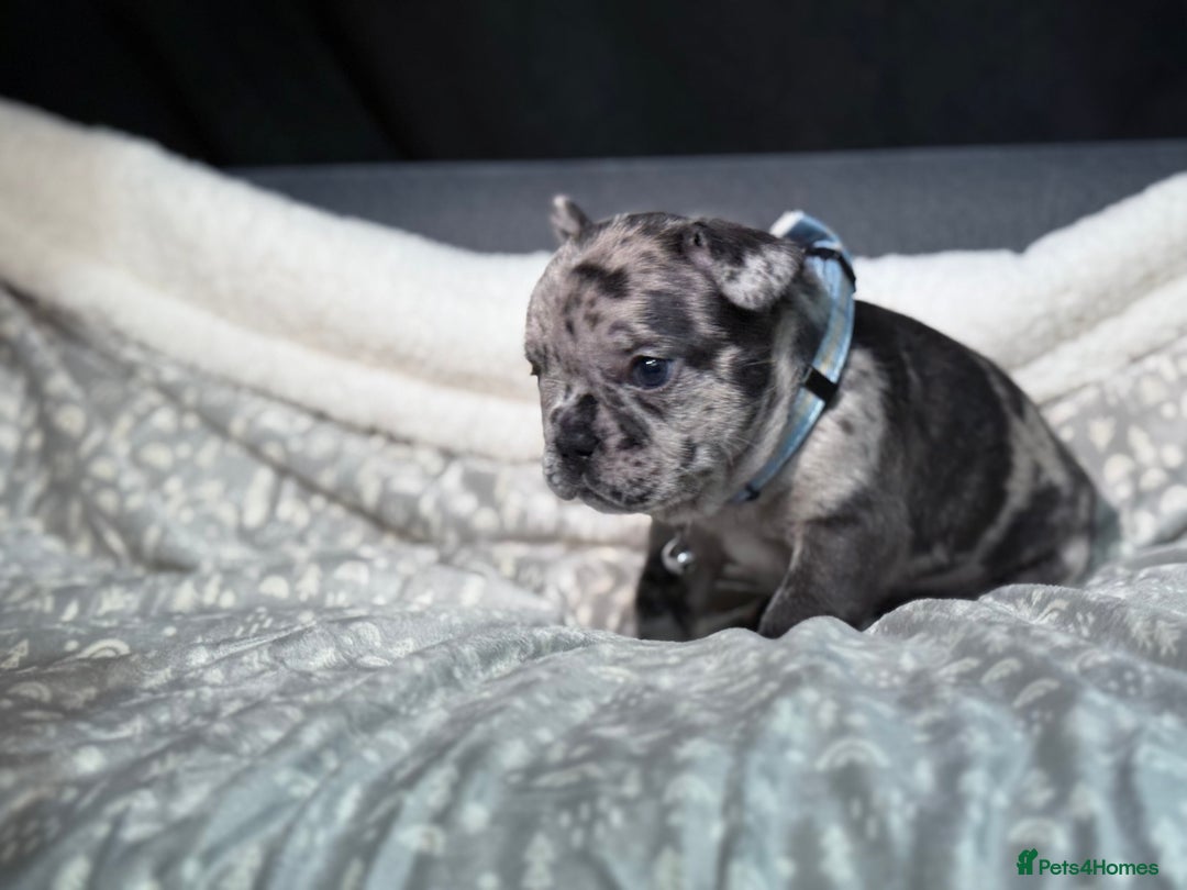 French Bulldog dogs for sale: French bulldog puppies for sale! - Advert 22