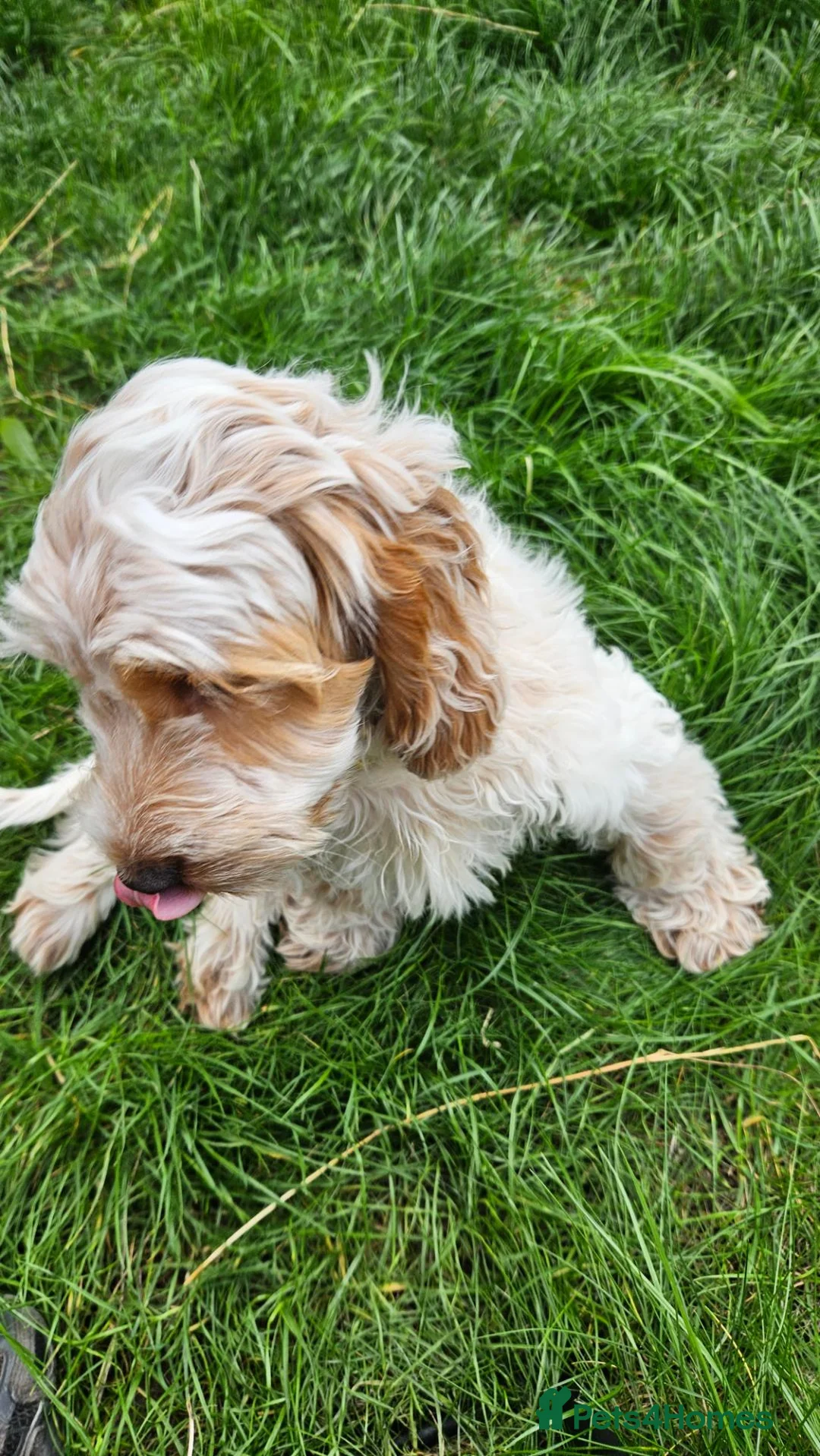 Cockapoo dogs for sale: Beautiful lemon and white cockapoo - Advert 6