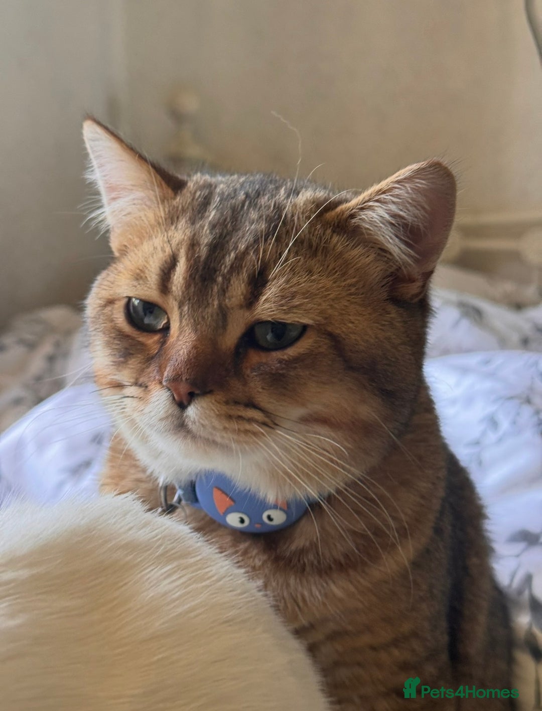 British Shorthair cats for sale: 🐾 Beautiful British Shorthair Kittens 🐾 - Advert 6