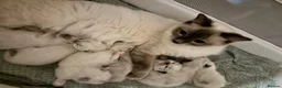 Ragdoll cats for sale: Beautiful Ragdoll kittens - Advert 1