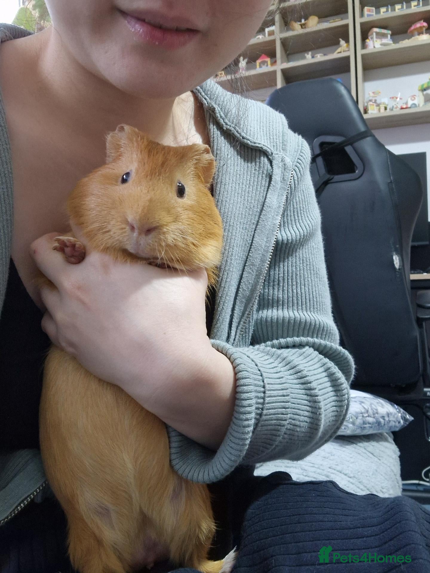 Guinea Pig rodents Orange guinea pig - Advert 2