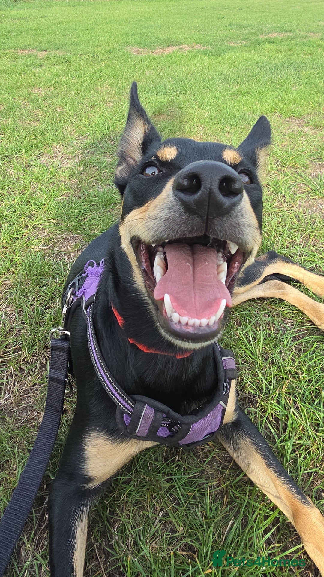 Australian Kelpie dogs for sale: 9 month old Australian Kelpie for Rehoming - Advert 2