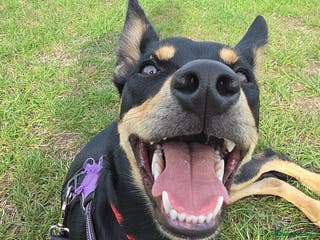 Australian Kelpie dogs 9 month old Australian Kelpie for Rehoming - Advert 6