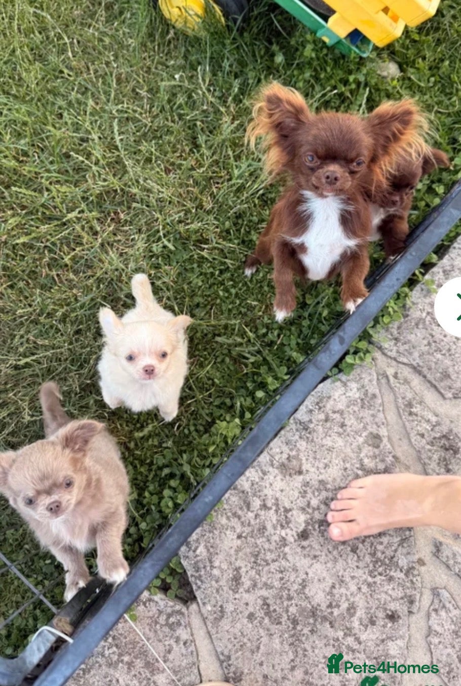 Chihuahua dogs KC long haired chihuahua puppies - Advert 1