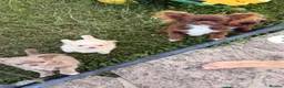 Chihuahua dogs for sale: KC long haired chihuahua puppies - Advert 1