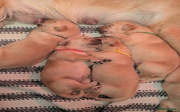 Golden Retriever dogs for sale: Beautiful Golden Retriever Puppies For Sale - Image 18
