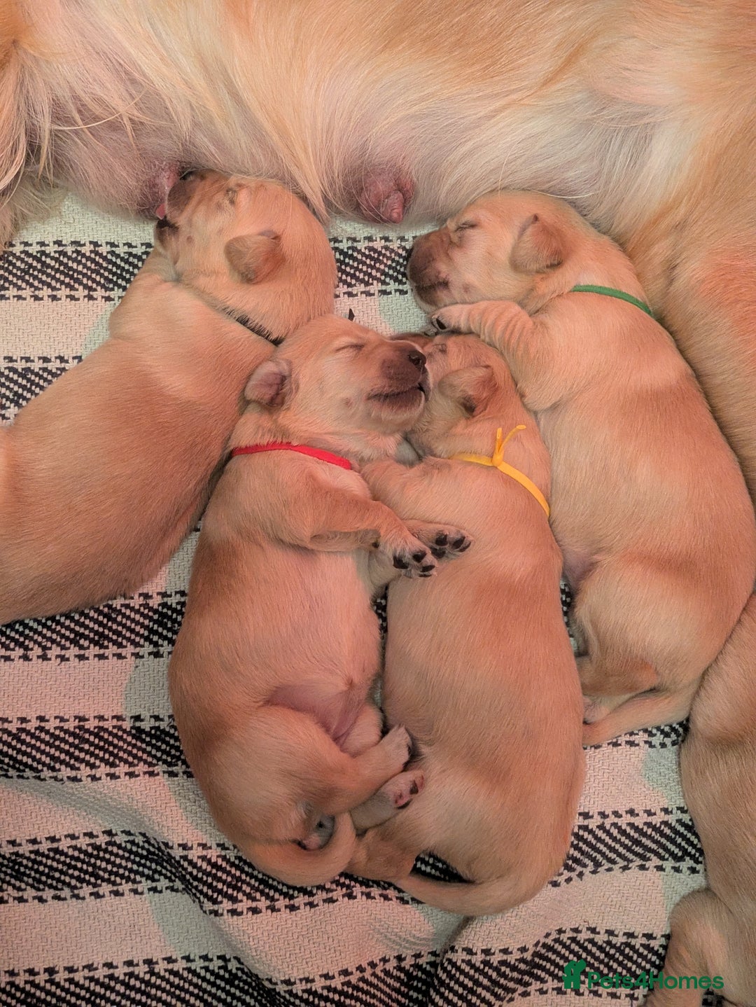 Golden Retriever dogs for sale: Beautiful Golden Retriever Puppies For Sale - Image 18