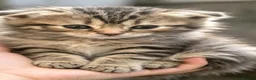 Scottish Fold cats for sale: Scottish fold kittens 6 wks old - Advert 3